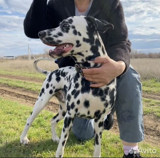 Ищем жениха