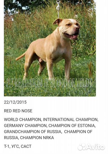 Щенки питбультерьера