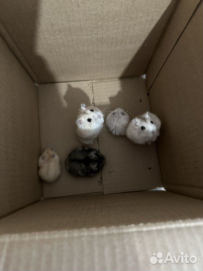 Джунгарский хомяк бесплатно