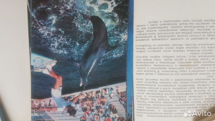 Открытки с видами Батумского дельфинария