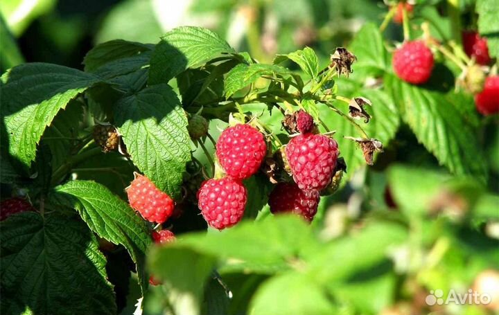 Саженцы малины ремонтантной и ежевики