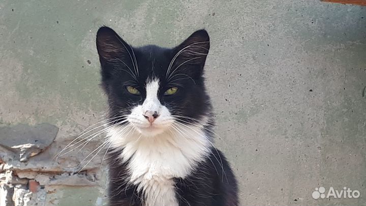 Красавчик котик в добрые руки