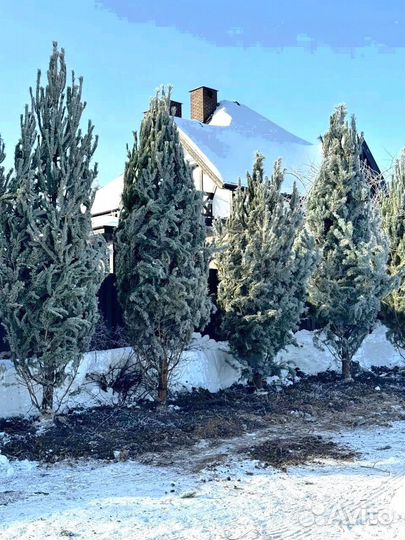 Ель из питомника 6.65 М