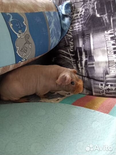 Морская свинка скинни