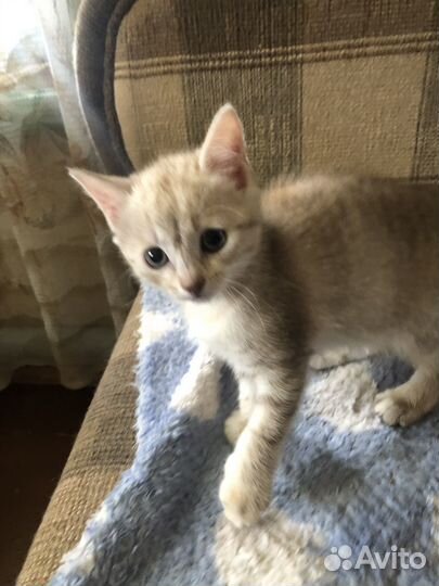 Котята бесплатно