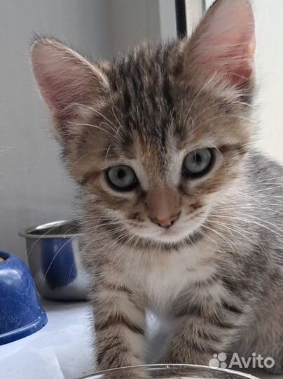 Девочка ищет дом