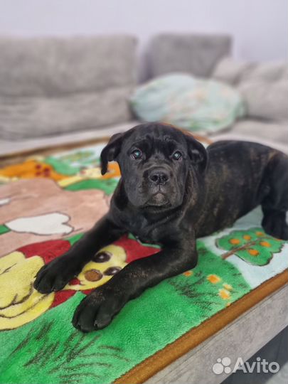 Щенки Кане Корсо