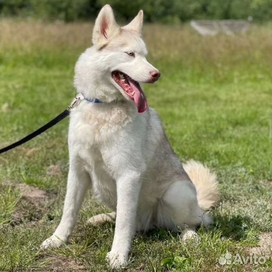 Сибирский хаски грустит в приюте