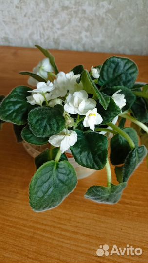 Фиалка белая