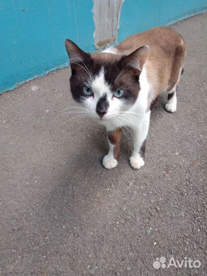 Кот в добрые руки