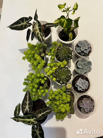 Суккуленты