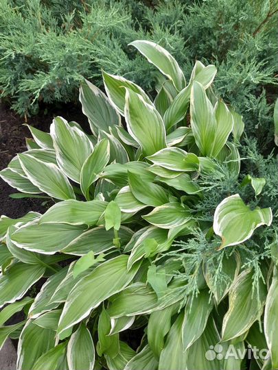 Хоста с каймой и голубая