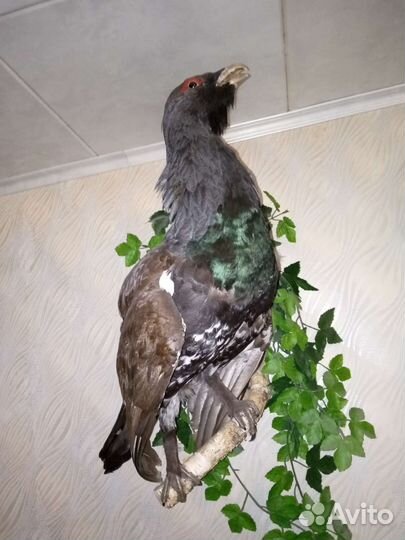 Чучело птицы