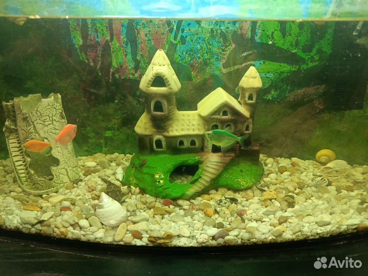 Аквариум с рыбками