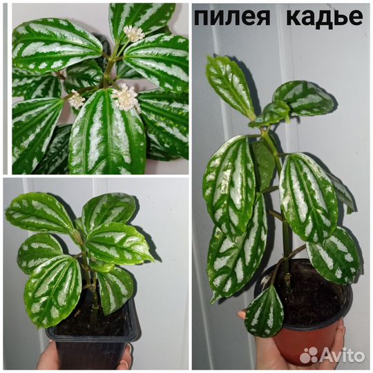 Комнатные цветы