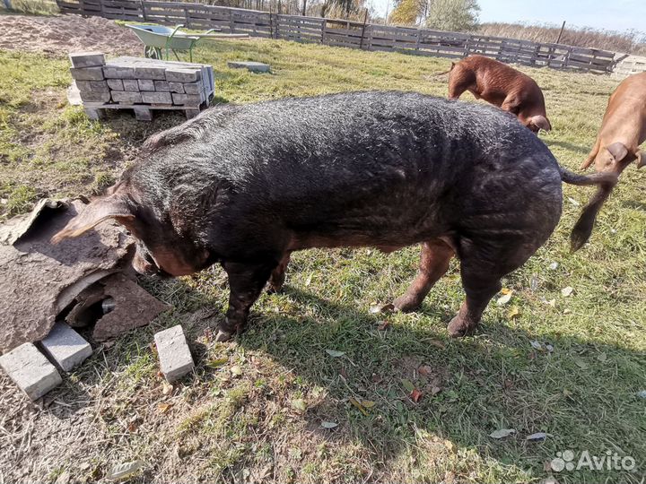 Домашнее мясо