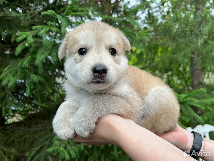 Собака в добрые руки отдам бесплатно