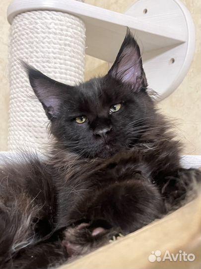 Котята мейн-кун черный мальчик