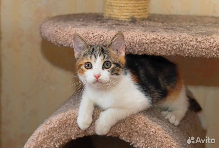 Трёхцветный котенок-девочка в дар