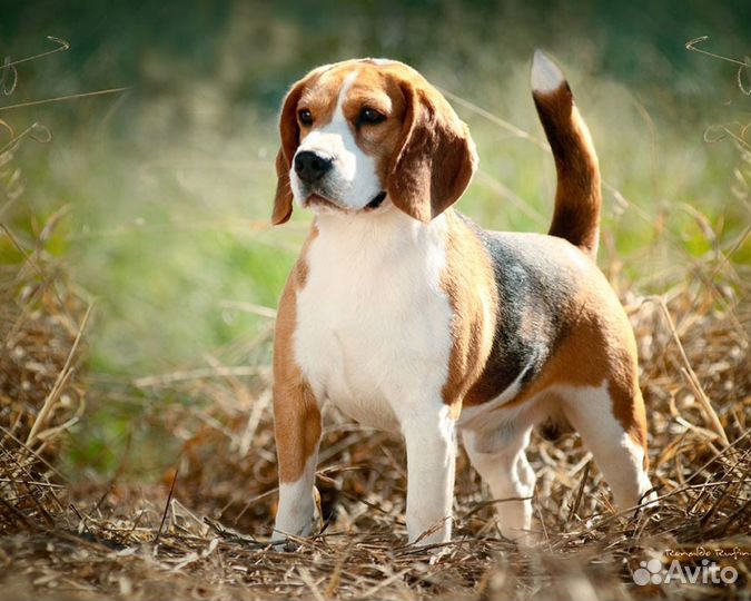 Зооняня / передержка / выгул собак