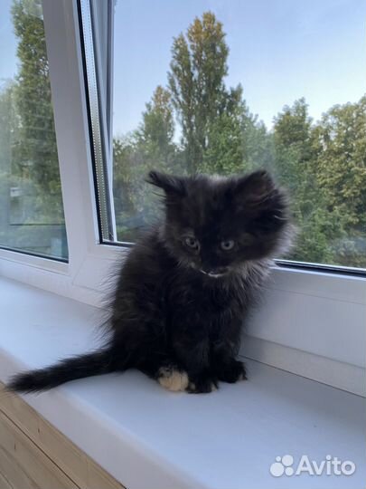 Котенок девочка