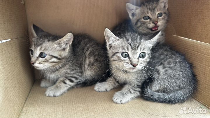 Мурочки ищут дом