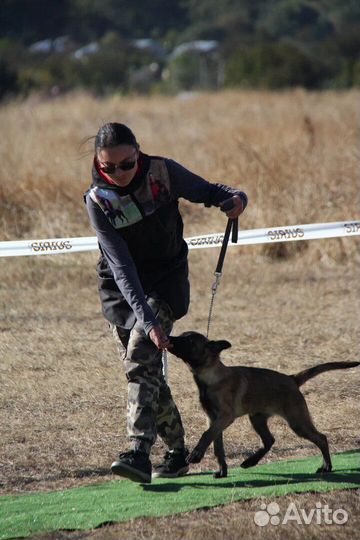 Дрессировка собак с проживанием/Передержка