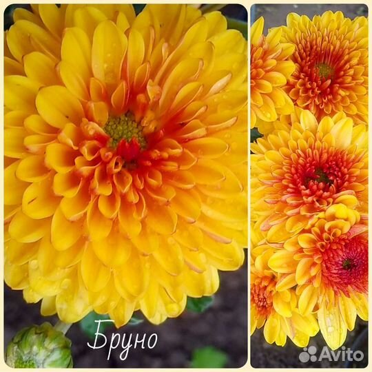 Хризантемы