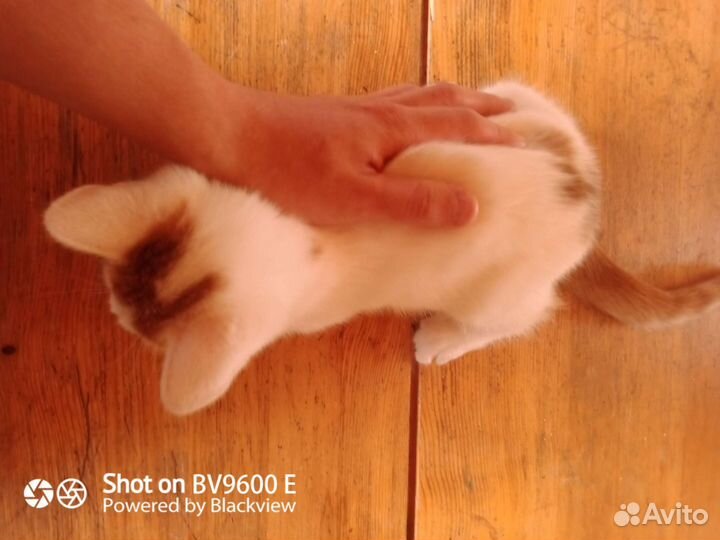 Котенок в добрые руки