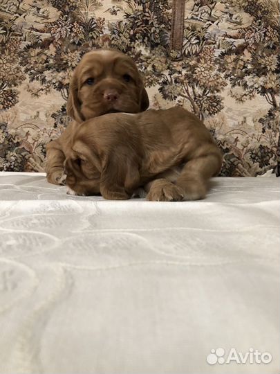Кокер спаниель