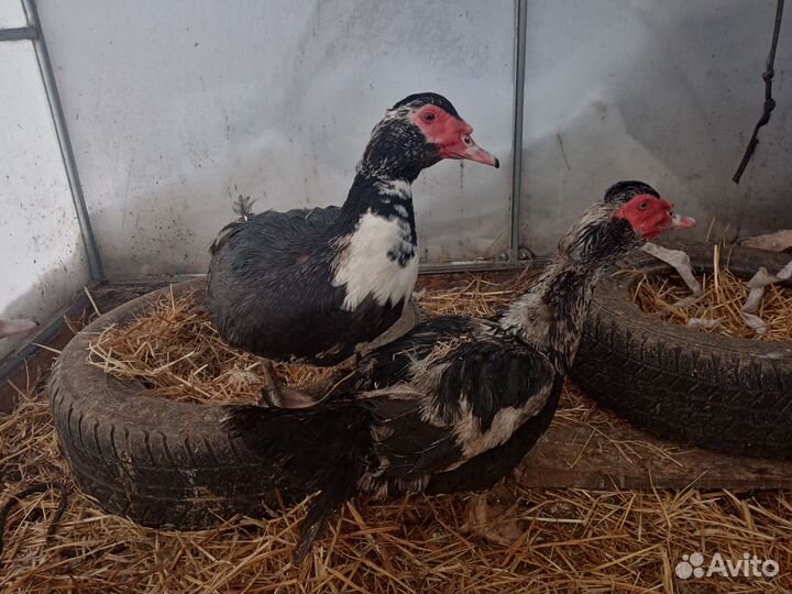 Селезни, утки