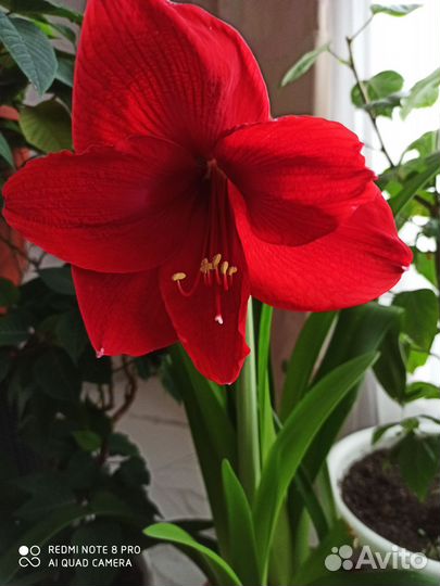 Гиппиаструм