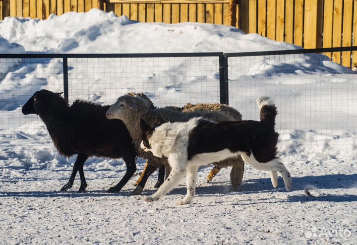 Фотограф (фотосессии вас и ваших питомцев)