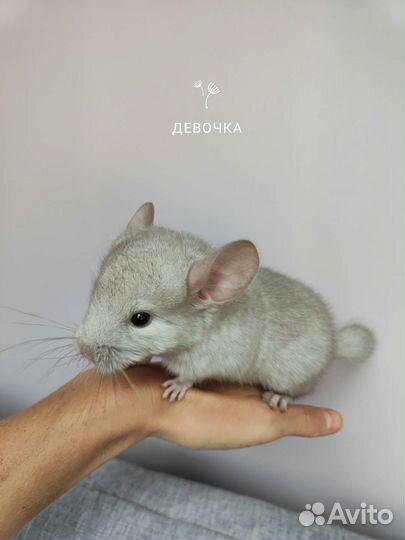 Шиншиллы малыши, 2 девочки, 1 мальчик