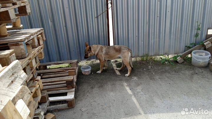 Отдам в добрые руки