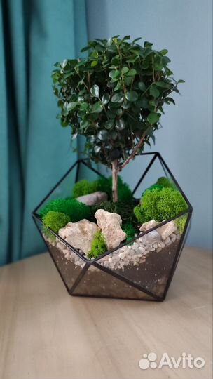 Флорариум Бонсай