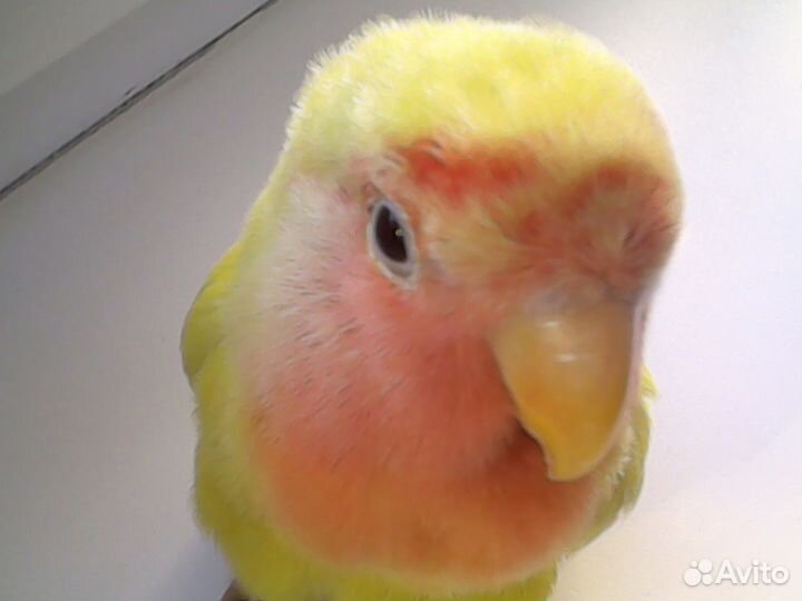 Реально ручные попугаи выкормыши