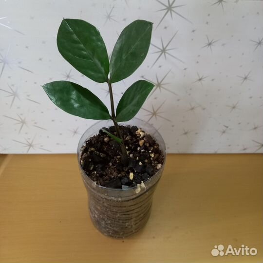 Замиокулькас долларовое дерево