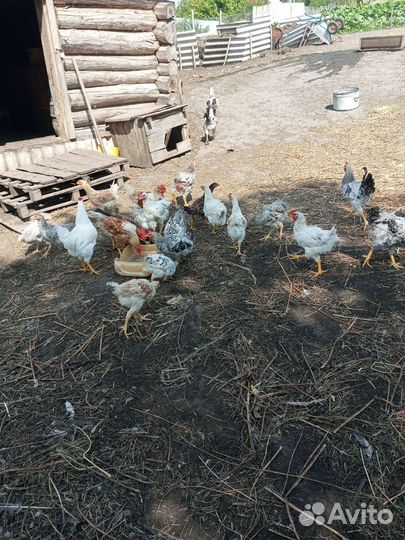 Молодые петушки