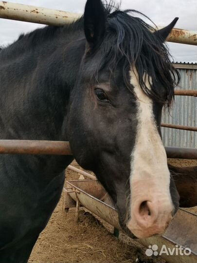 Лошадь жеребец