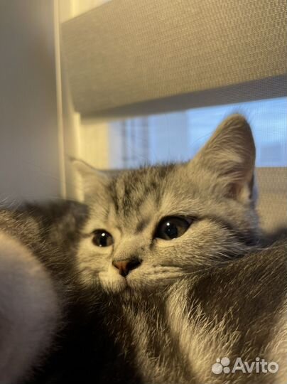 Передержка животных собак / кошек