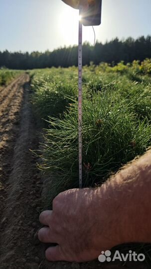 Сеянцы ели европейской окс от производителя