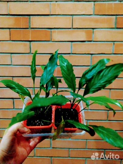 Спатифиллум женское счастье