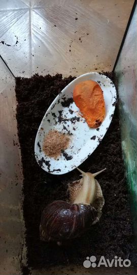 Улитки ахатины