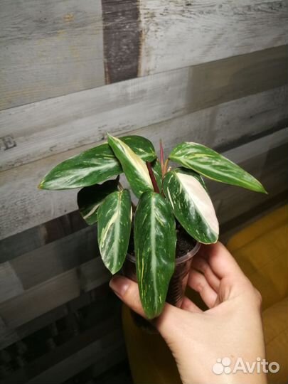 Строманта, педилантус, сингониум, гибискус, драцен