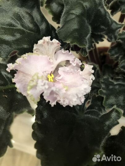 Цветущие фиалки