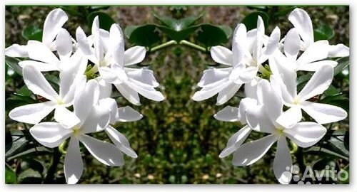 Ахименесы, карисса, хойи, бугенвиллия, пассифлора