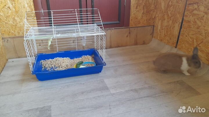 Декоративный кролик с клеткой