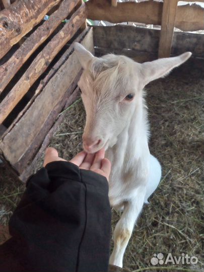 Козы