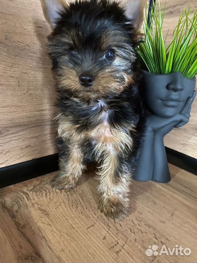 Йоркширский терьер